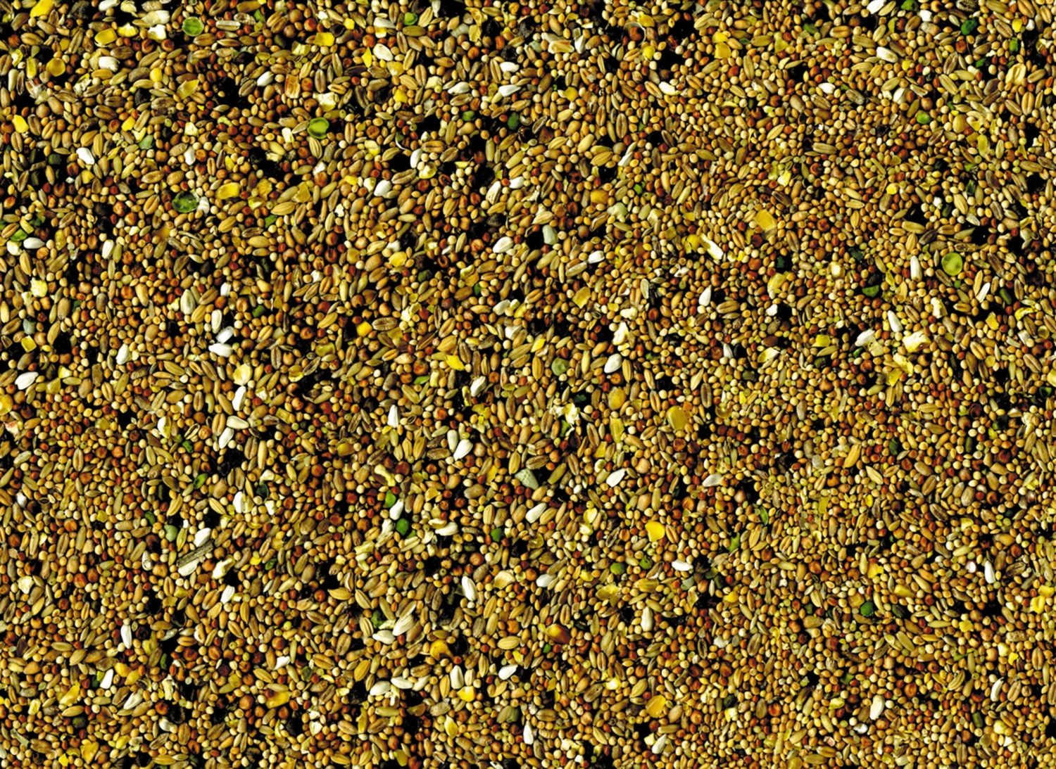 Tortelduiven 4 Kg 4 Tortelduiven 4 Kg - Afbeelding 2