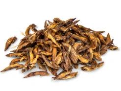 Kippenvleugel 300g 7 Kippenvleugel 300g -Savic Winkel p11520 vad 16085 kippenvleugel 250g 1