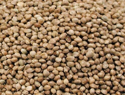 Kempzaad Vogels 15 Kg