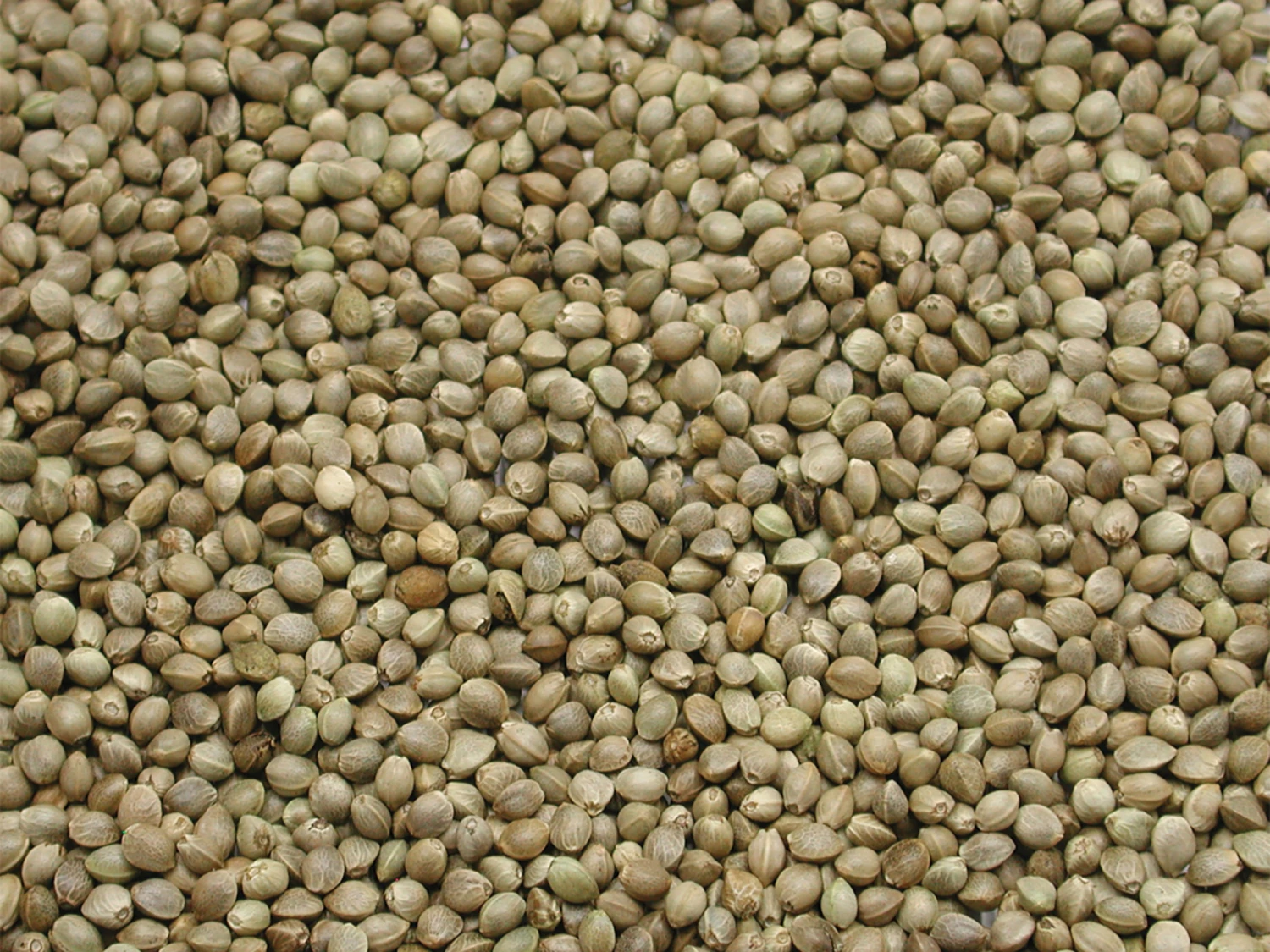 Kempzaad Monster Vissers 800 Gr 3 Kempzaad Monster Vissers 800 Gr