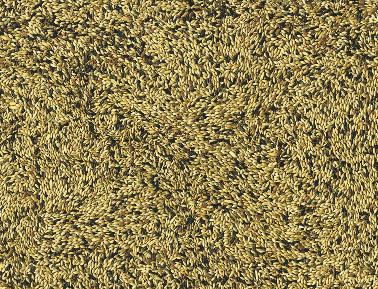 Kanaries Posture & Show 20 Kg 4 Kanaries Posture & Show 20 Kg - Afbeelding 2