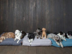 Matras Stargaze Epic Grey 120x90cm -Savic Winkel p6112 vad 14651 matras stargaze epic grey 120x90cm 1