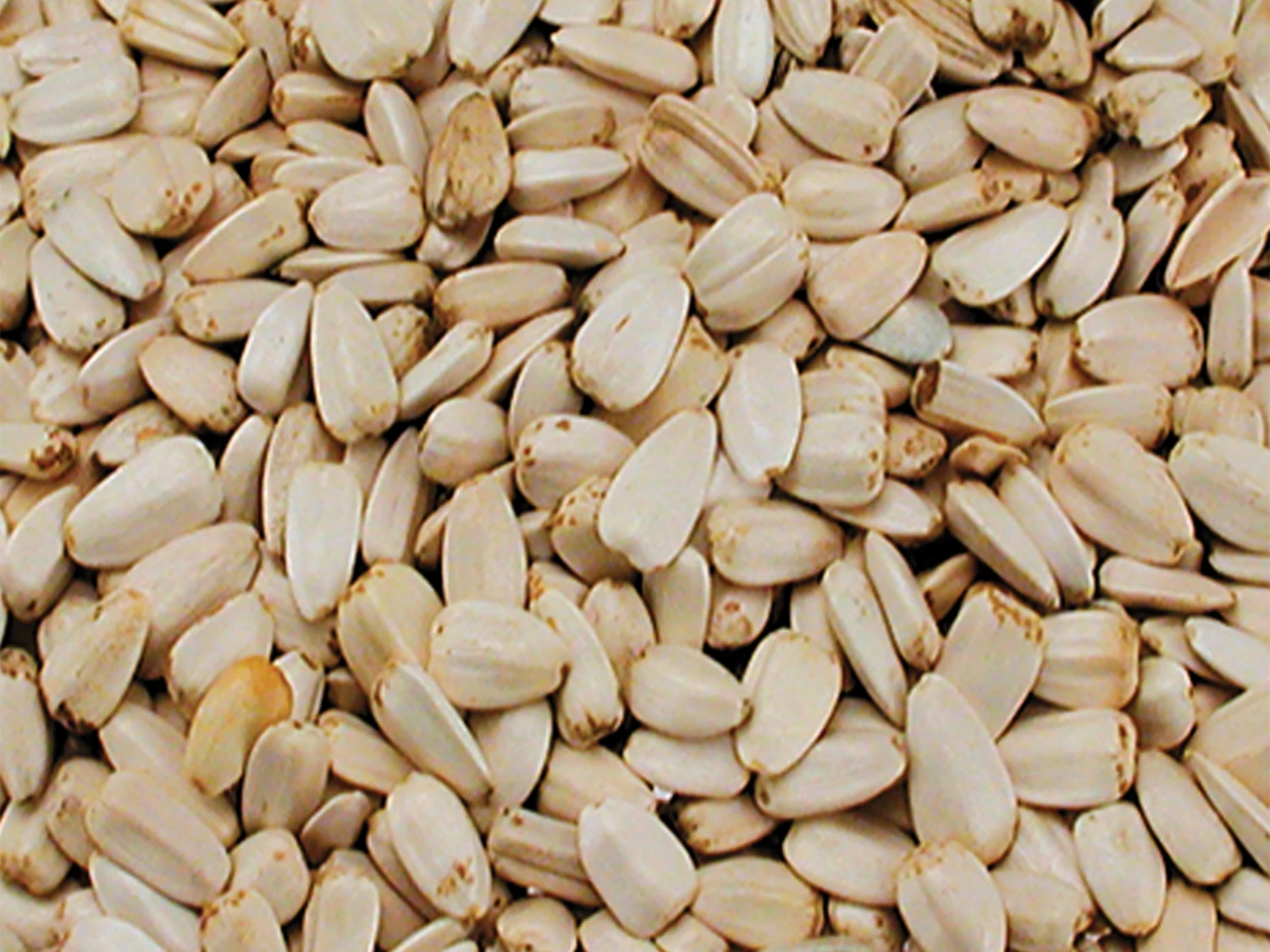 Grote Witte Zonnebloempitten 2 Kg 3 Grote Witte Zonnebloempitten 2 Kg