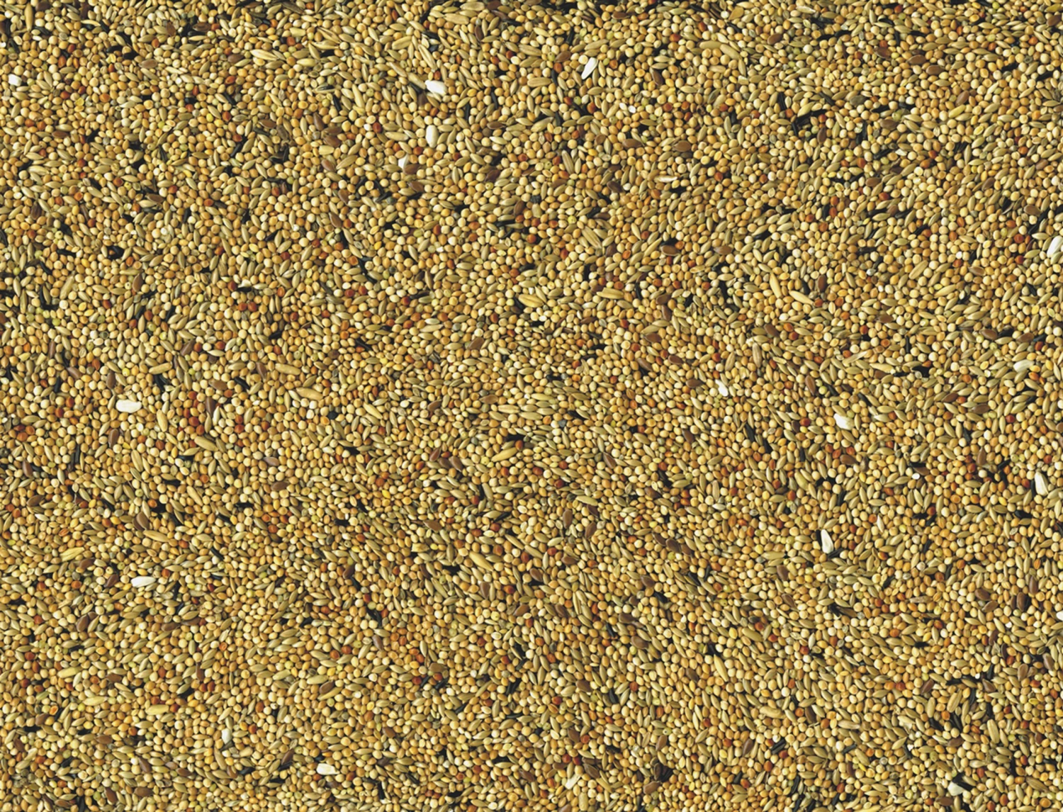 Parkieten 4 Kg 4 Parkieten 4 Kg - Afbeelding 2