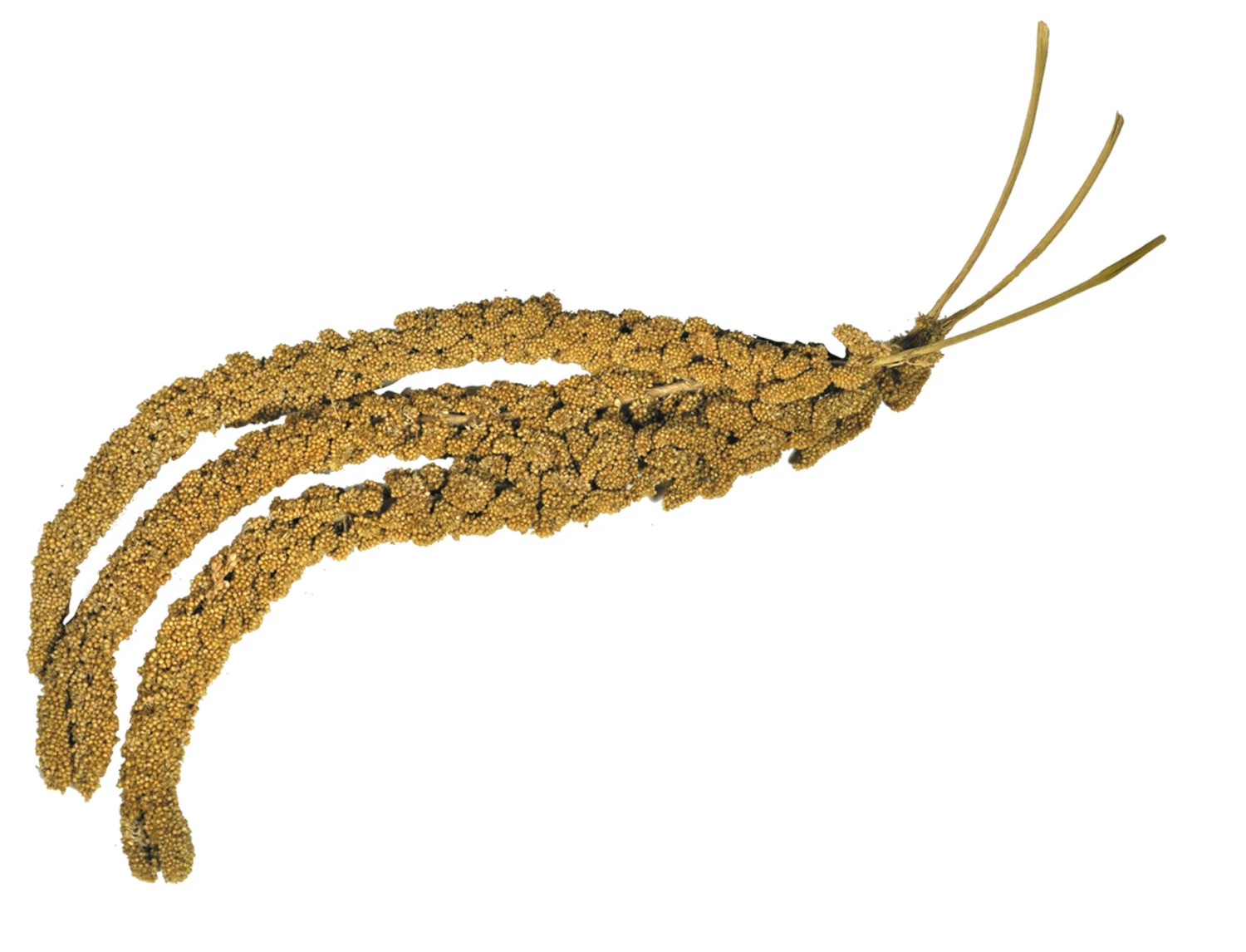 Franse Trosgierst Geel Anijs 400g 3 Franse Trosgierst Geel Anijs 400g