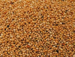 Rond Geel Gierst 20 Kg