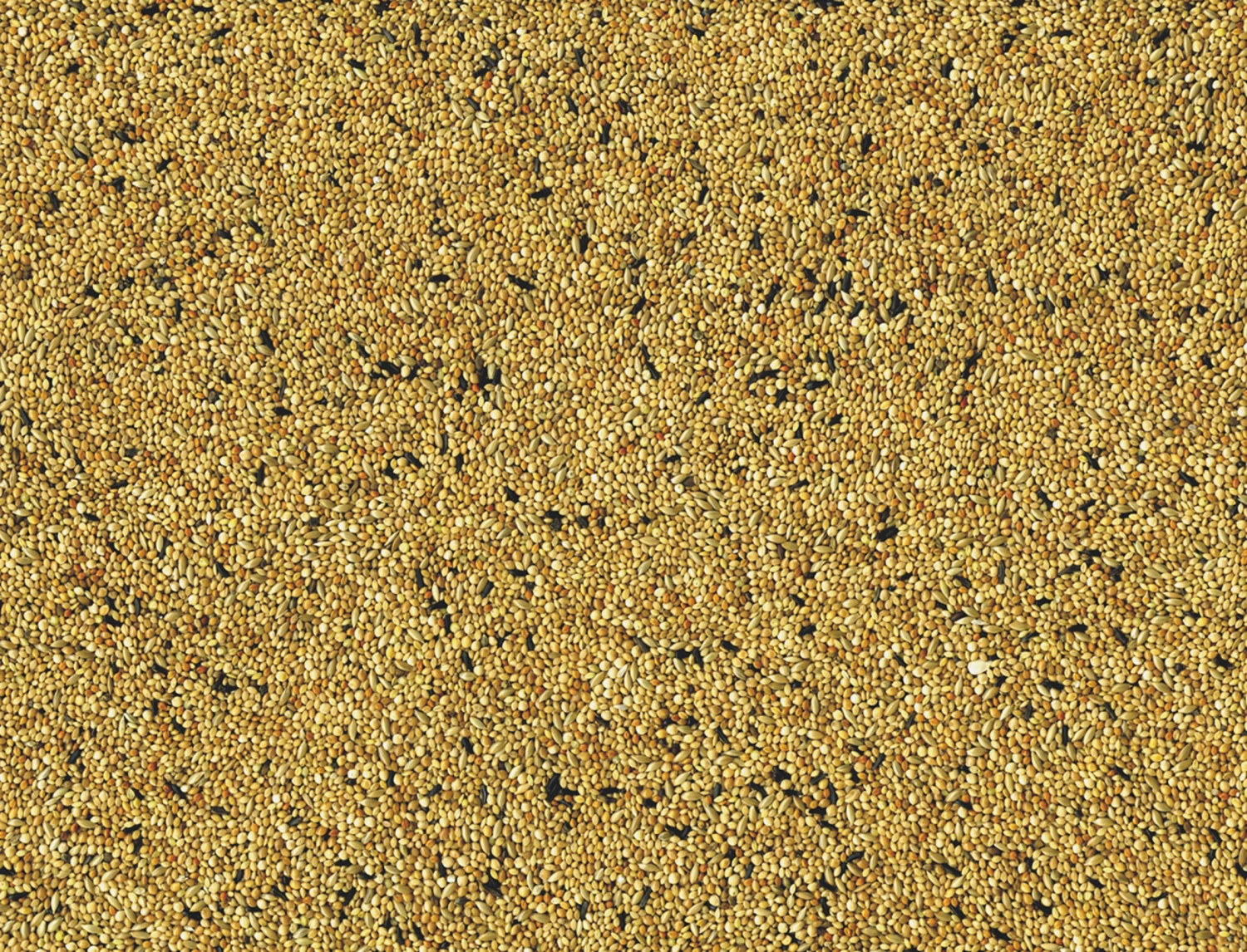 Tropische Vogels 4 Kg 6 Tropische Vogels 4 Kg - Afbeelding 4