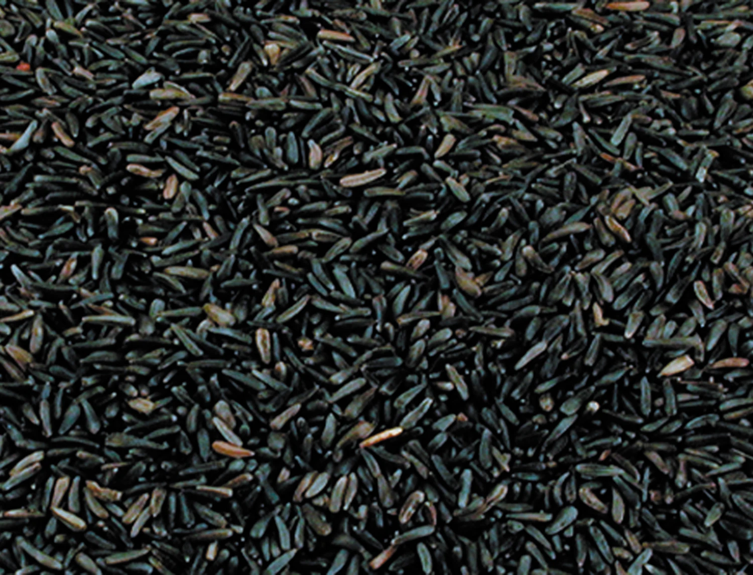 Nigerzaad 17,5 Kg 3 Nigerzaad 17,5 Kg