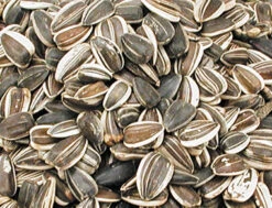 Zonnebloempitten Groot Gestreept 10 Kg