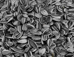 Zonnebloempitten Klein Gestreept 12 Kg