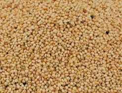 Rond Wit Gierst 4 Kg